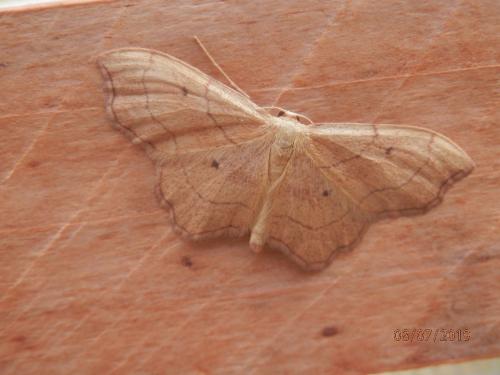 Réf. 243 240 : Idaea emarginata